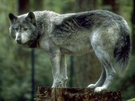 Wolf pictures wallpapers - pictures, wallpapers, wolf