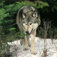 Wolf pictures wallpapers