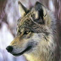 Wolf pictures wallpapers