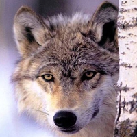 Wolf pictures wallpapers