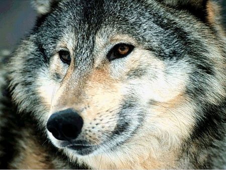 Wolf pictures wallpapers - wolf, pictures, wallpapers