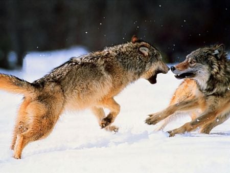 Wolf pictures wallpapers - fighting, wolf, wallpapers, pictures, snow