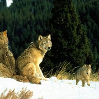 Wolf pictures wallpapers