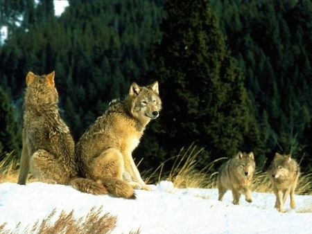 Wolf pictures wallpapers - snow, wallpapers, pictures, wolf