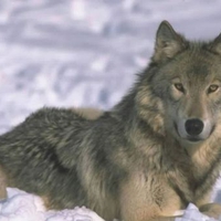 Wolf pictures wallpapers