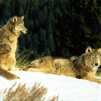 Wolf pictures wallpapers