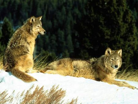 Wolf pictures wallpapers - snow, wallpapers, pictures, wolf