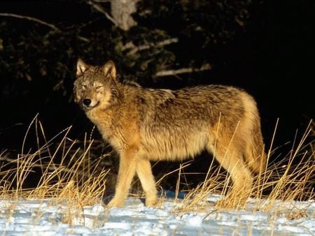 Wolf pictures wallpapers - pictures, wallpapers, wolf, snow