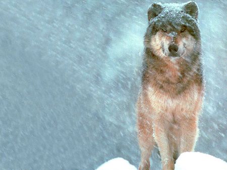 Wolf pictures wallpapers - storm, wolf, snow, wallpapers, pictures