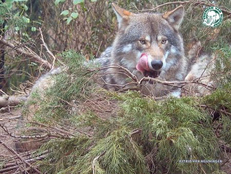 Wolf pictures wallpapers - wallpapers, pictures, wolf, licking