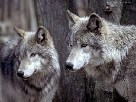 Wolf pictures wallpapers - wallpapers, pictures, wolf, stare