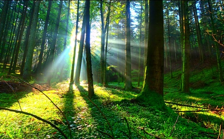 Lovely Sunlight - sunlight, trees, ray, nature, green, grass, forest