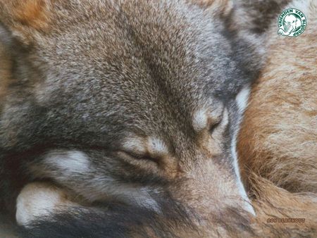 Wolf pictures wallpapers - wolf, pictures, wallpapers, playing