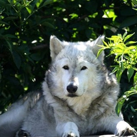 Wolf pictures wallpapers