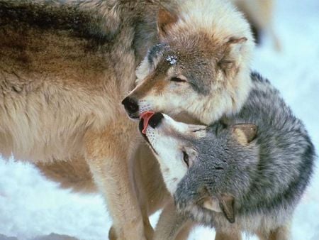 Wolf pictures wallpapers - wolf, wallpapers, snow, pictures, playing