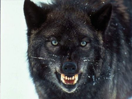 Wolf pictures wallpapers - snarling, black, wolf, snow, wallpapers, pictures