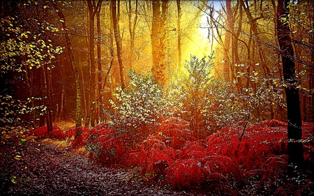 Reborn Nature - nature, glow, trees, sunlight, forest, reddish, ray, fern