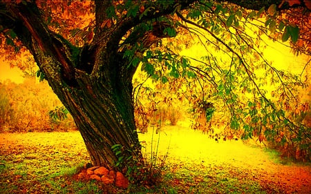 Romances Under The Tree - glow, trees, ray, nature, grass, forest, light