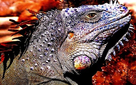 Iguana Handsome - reptiles, animal, glow, iguana, colorful