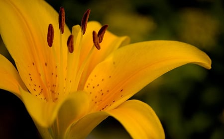 Summer Of Yellow - summer, lily, flowers, yellow, nature