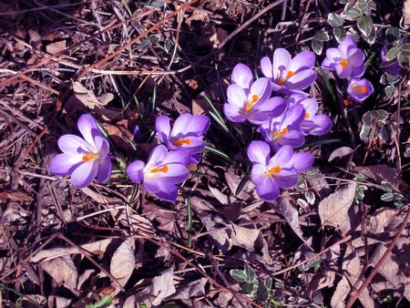 It's Official - flowers, spring, nature