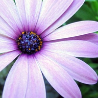 Lloydin Purple. jpg