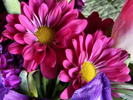 Dual Daisies - flowers, daisies, nature, colorful