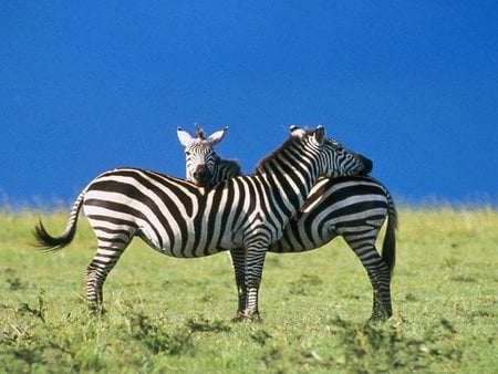 zebra 3 .jpg - zebras, exoctic, blacknwhite, stripes, wild