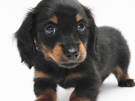 puppies - puppy, funny, black, cute, puppies, pup