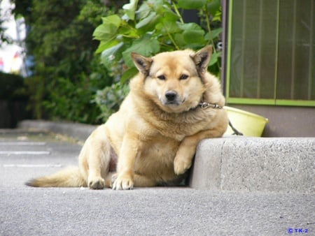 Just relaaaax.. - dogs, fat, funny, cute