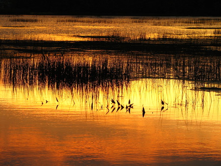 Mosquito Marsh - danieltowsey, mosquito marsh