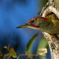 Bird in Hole