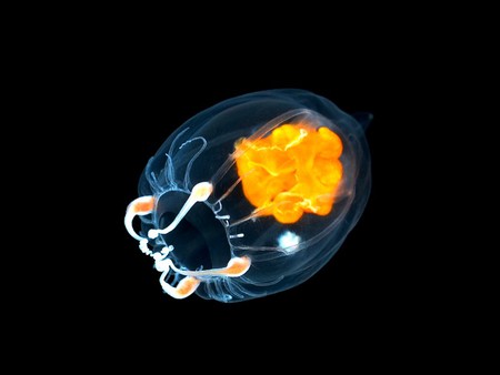 Jellyfish - jellyfish, cool, picture