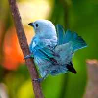 Blue Bird