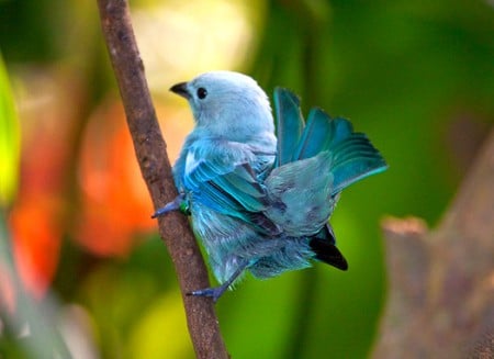 Blue Bird - picture, bird, blue, beautiful