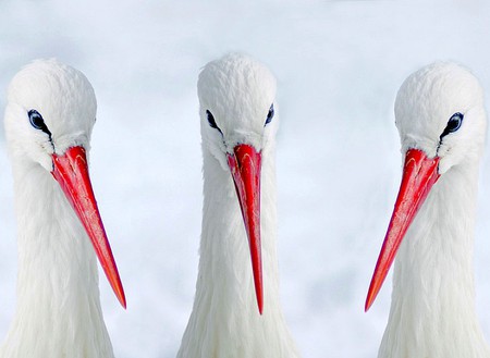 Red Beaks - red beaks, picture, cool