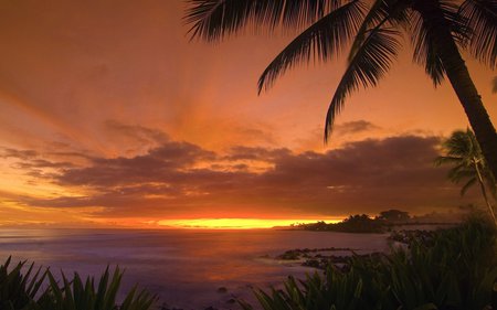 Amazing Hawaii - nature, ocean, palm tree, paradise, tropical, sunset, sunrise