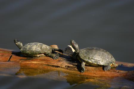 Sunning Turtles - sunning, turtles, water, log