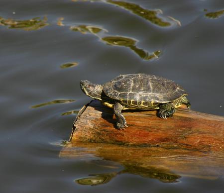 Lone Turtle - turtle, lake, log