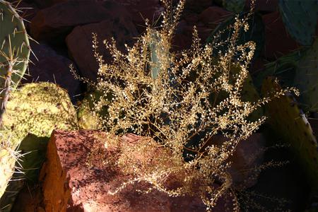 Pretty Cool Cactus - cactus, desert, lights