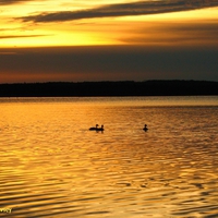 Ducks in Golden Waters