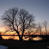 Winter Tree