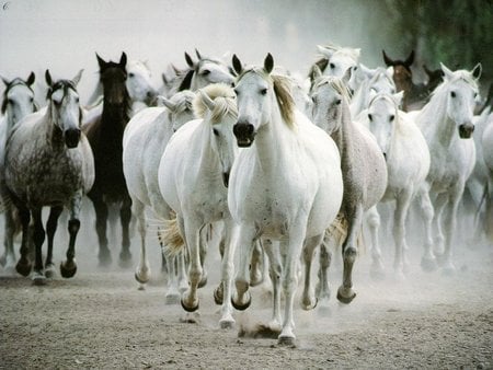 Cavalos