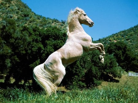 Cavalo branco - cavalo, horse, white horse