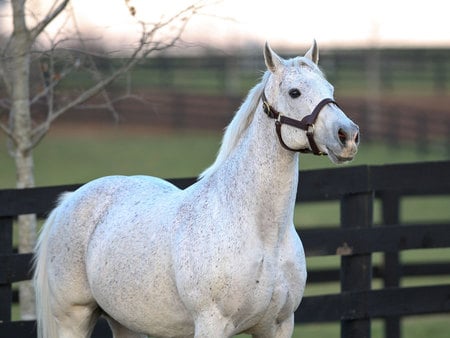 White Horse - cavalo, white, horse