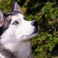 Husky Siberian