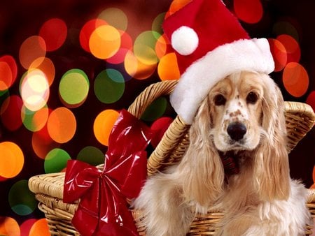 Christmas Puppy - puppy, present, pet, christmas, decore, santa, dog, animal, cute, lights