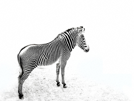 Zebra Scene - black, zebra, white, stripes