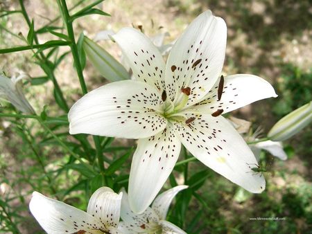 White lily - white, lily, flower