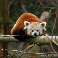 Red Panda